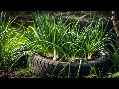 TOP 10 Methods propagating purple onions on the balcony for beginners