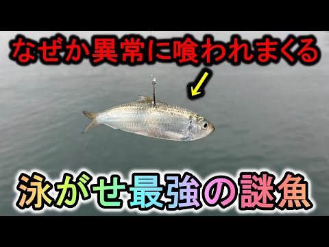 ヒラメ・青物が喰いまくる…桟橋の下で釣れる謎の小魚の泳がせが爆釣すぎてヤバい