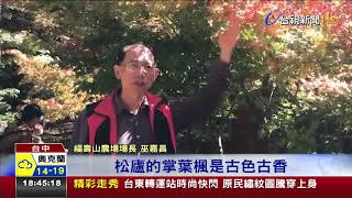 秋日楓紅!福壽山湖畔賞景夢幻景致迷人