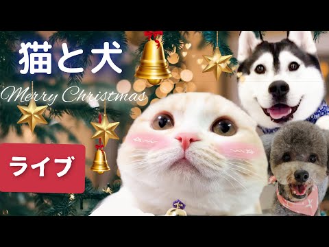 猫と犬まんまるクリスマスライブ配信