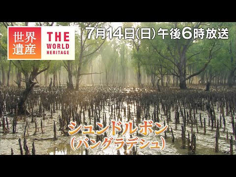 【TBS世界遺産】トラが暮らす世界最大級のマングローブの森～シュンドルボン（バングラデシュ）【7月14日午後6時放送】