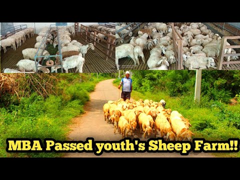 How to start sheep farm full guidence // Sheep Farm visit video //