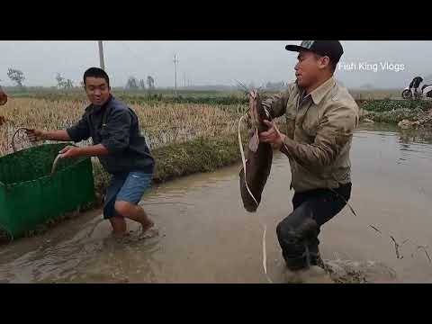 Use The Detector To Catch Fish And Giant King Cobra