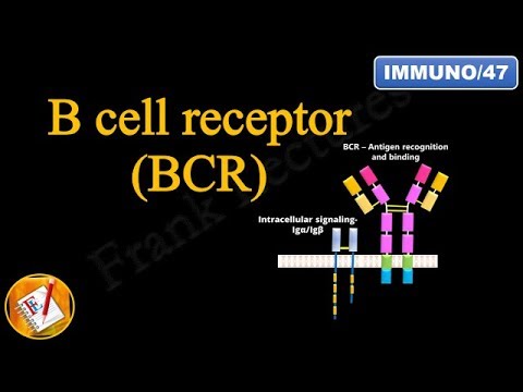 B cell Receptor (BCR) (FL-Immuno/47)