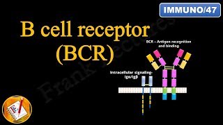 B cell Receptor (BCR) (FL-Immuno/47)