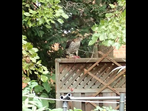 Trigger Warning ⚠️🐿️🦅🩸🩸 Never saw a giant hawk eat a black squirrel before.... eeew... #circleoflife