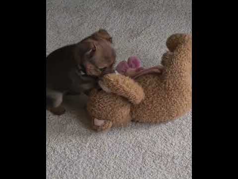 CUTE PUPPY LOVES HIS BIG TEDDY BEAR #short #shortsfeed #shortsvideo #shortvideo