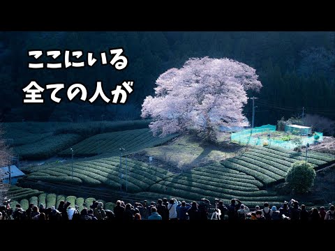 【桜】満開の「牛代のみずめ桜」を撮影に行ったら、感動の絶景だった！　｜牛代（うしんしろ）｜静岡県島田市｜撮影ポイント｜光が差し込む時間｜駐車場所｜