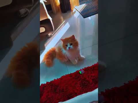 Funny cat videos | cute cats | Try not to laugh | Cat videos Compilation #shorts