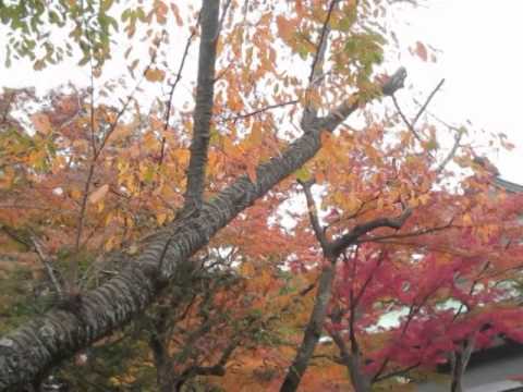 【北鎌倉円覚寺の紅葉2014】