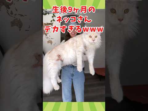 ネッコの動画見てクスッとなったら負けwww　#2ch動物スレ #動物 #猫 #shorts #2ch