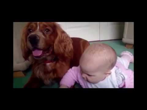 Pets at Home TV advert 2015 - Vets & Groomers #MyPetMoments