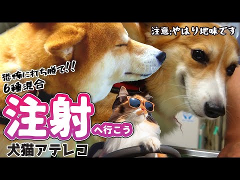 【犬猫アテレコ】おとなしい犬の6種混合ワクチン接種【フォークリフトの歌】