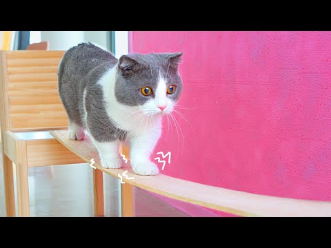 Can Cats Balance Well? | Compilation