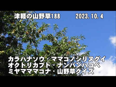 津軽の山野草188(ｶﾗﾊﾅｿｳ、ﾏﾏｺﾉｼﾘﾇｸﾞｲ、ｵｸﾄﾘｶﾌﾞﾄ、ﾅﾝﾊﾞﾝﾊｺﾍﾞ、ﾐﾔﾏﾏﾏｺﾅ、山野草ｸｲｽﾞ)