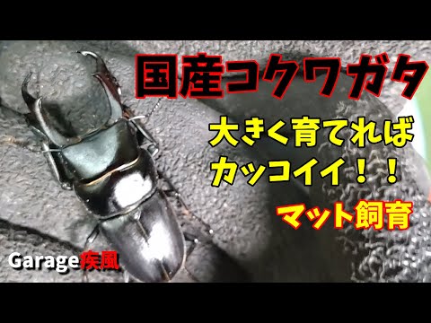 コクワガタ羽化　福島県産　マット飼育で大きく育てる　#クワガタ #カブトムシ