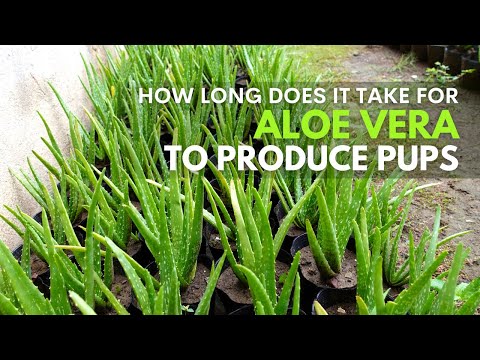 How Long Does It Take For The Aloe vera To Produce Pups