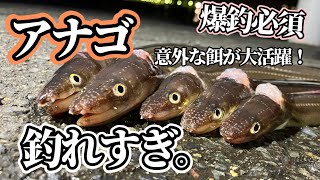 【アナゴを簡単に釣る】終始当たりっぱなしの意外な餌が大活躍したお話。