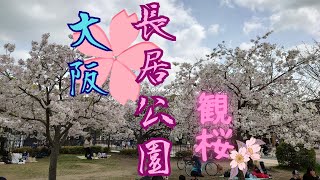 【大阪·桜】長居公園賞櫻之旅🌸 Sakura Sightseeing at Nagai Park, Osaka, Japan