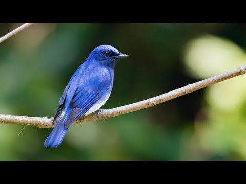 【環境音】オオルリの鳴き声【作業・勉強・睡眠・瞑想・ヨガ】