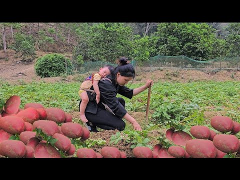 Harvesting Red Potatoes - Going to the Market to Sell || the life of a 17 year old single mother