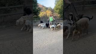 DOGEX:how to pass other dogs pt605 #dogreaction #dogsocialization #dogwalker #dogsandcats #dogshorts