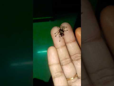 Tarantula 🕷️🕸️🕷️ molting #spider #tarantula #love #pet #feeling #molting #ish #subscribe #like