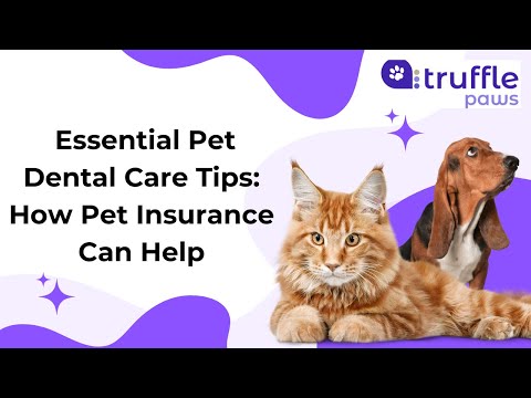 🐾 Essential Pet Dental Care Tips: How Pet Insurance Can Help🦷