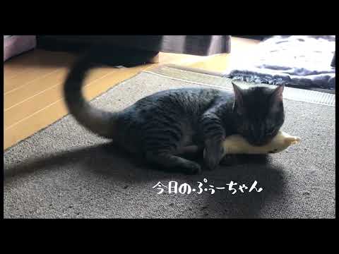 【爪切られた猫】キリンさんごめんね。