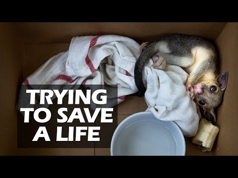 We tried to SAVE a BABY POSSUM and reunite it with its mother