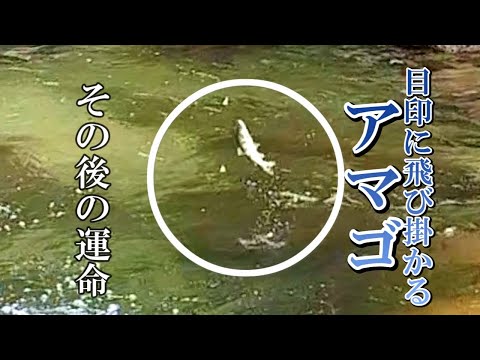 渓流釣り  所属クラブのアマゴ釣りの例会に参加した結果。