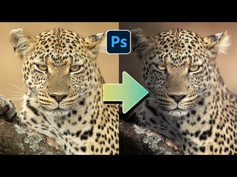 Editing Your Wildlife Photos (Episode 3)