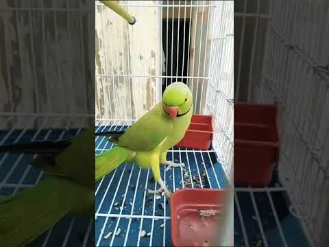 #saleupdate #pet #bird #upcomingsale #parrot #chanellover  subscribe chanel 😍🥰🤩🥳