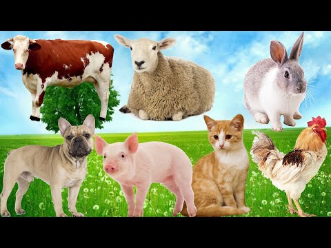 CUTE SMALL ANIMALS - CATS, SHEEP, RABBITS, DOGS, CHICKENS, COWS - ANIMAL VIDEOS