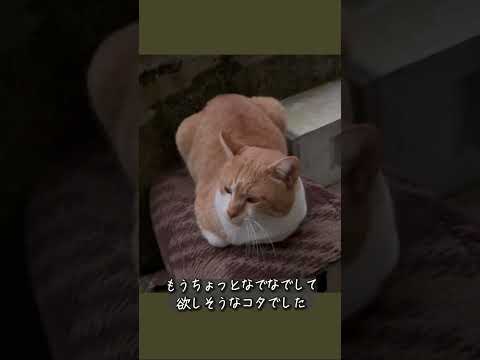 縁側ねこ コタの思い出｜もっとなでなでして欲しそう…