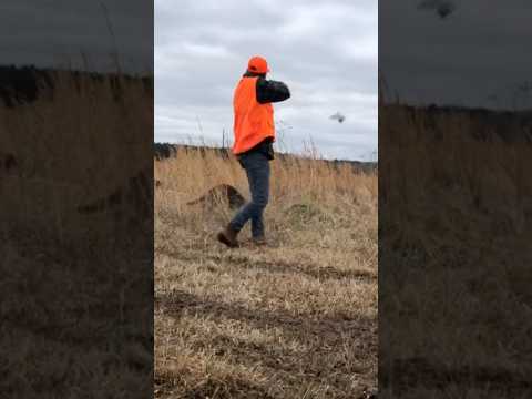 Hard to dance and shoot at the same time….but Evan can do it #quailhunting