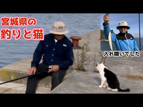 【宮城県の釣り】仕掛けを落とすとすぐにベラが食い付く入れ喰い状態！ネコにいやされながら5時間ベラと戦いました(笑)。#かわチャンネル