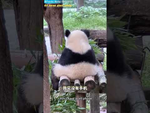 一只无聊的大熊猫 A bored giant panda #panda #cute #funny #redpanda #giantpanda