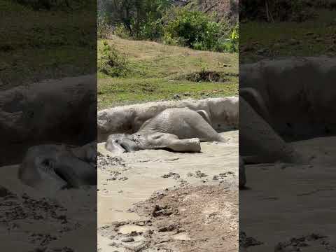 大象洗澎澎 elephant shower