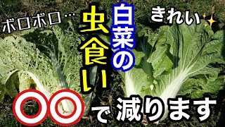 無農薬･防虫ネット無し!○○だけでも白菜の虫食いは減らせる《ハクサイ栽培比較実験/害虫予防/自然農/無施肥》