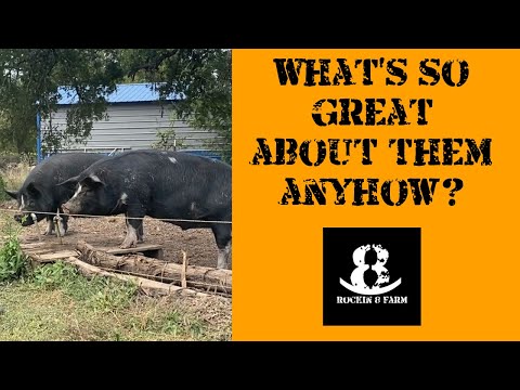 Some Of The Greatest Things About Idaho Pasture Pigs