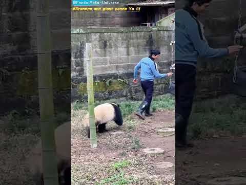 外公和大熊猫渝爱  Grandpa and giant panda Yu Ai #panda #cute #funny #redpanda #giantpanda