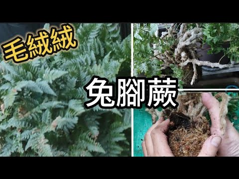 毛絨絨的兔腳蕨|繁殖與照顧|水苔球|植物男子