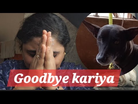 Goodbye kariya #lastgoodbye #goodbye #petparent