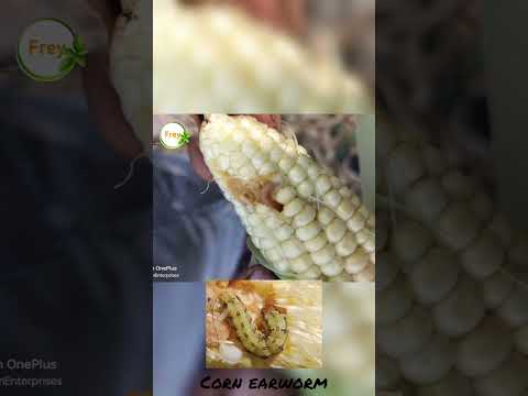 sweetcorn farming 🌽 #FarmToTable #sweetcorn #farming #freyfarm