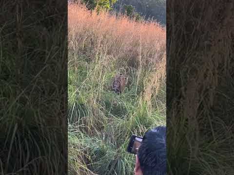 Tiger. Dhela zone morning safari | Jim Corbett National  Park Uttarakhand Ramnagar