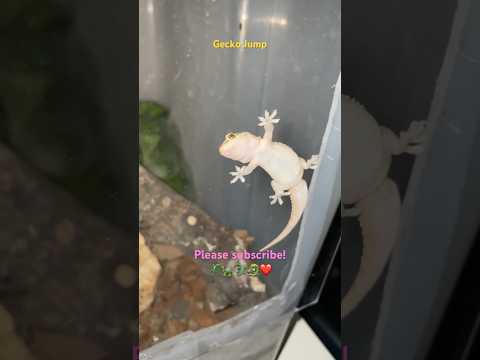 Mediterranean Geckos Caught by Surprise at Night | Nocturnal Gecko Behavior in Terrarium