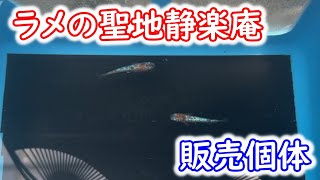 【めだか】静楽庵行ってきました！（前編）今回は販売個体をザっと流し見です。Ｂ型おやじ　嫁ちゃん