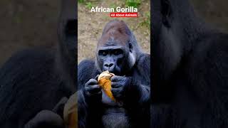 African Gorilla #gorilla #africanwildanimals #africansafari