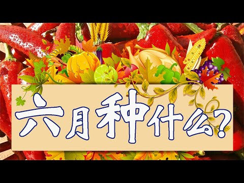 6月份不可错过的蔬菜种植